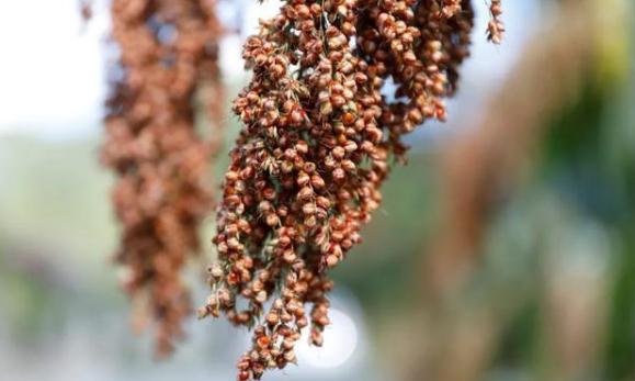 �������̺����������У��й��Ļ���ƵĽ�ϣ�